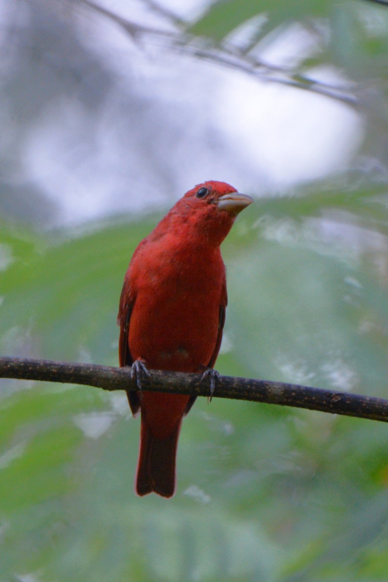 Summer Tanager - Louise Hewlett