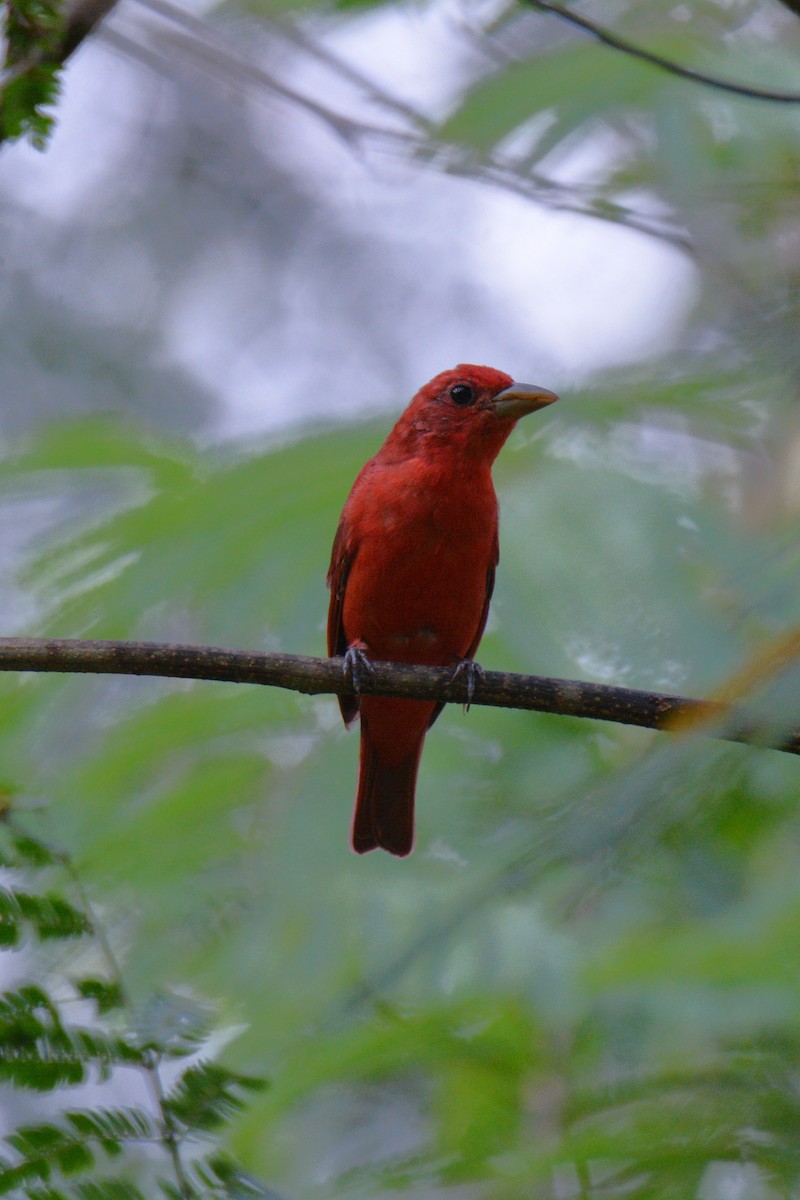 Summer Tanager - Louise Hewlett