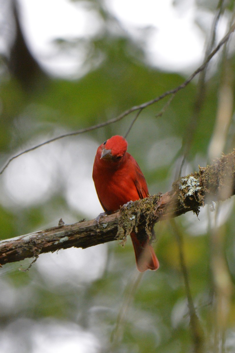 Summer Tanager - Louise Hewlett