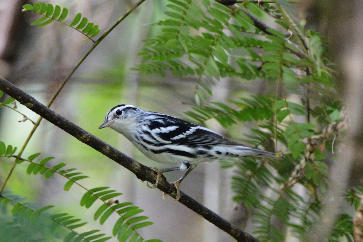 Black-and-white Warbler - Louise Hewlett