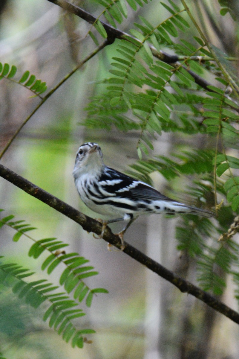 Black-and-white Warbler - Louise Hewlett