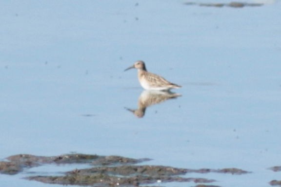 Pectoral Sandpiper - ML609168771