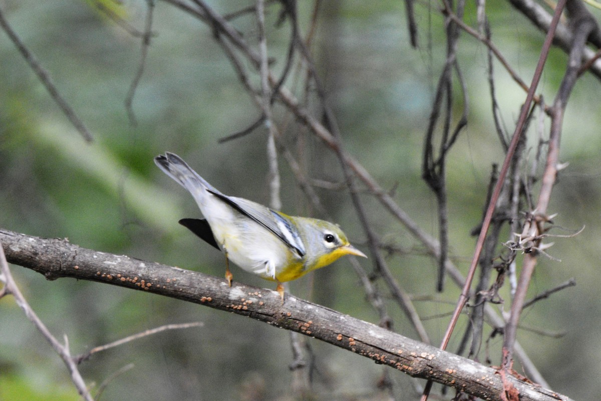 Northern Parula - Louise Hewlett