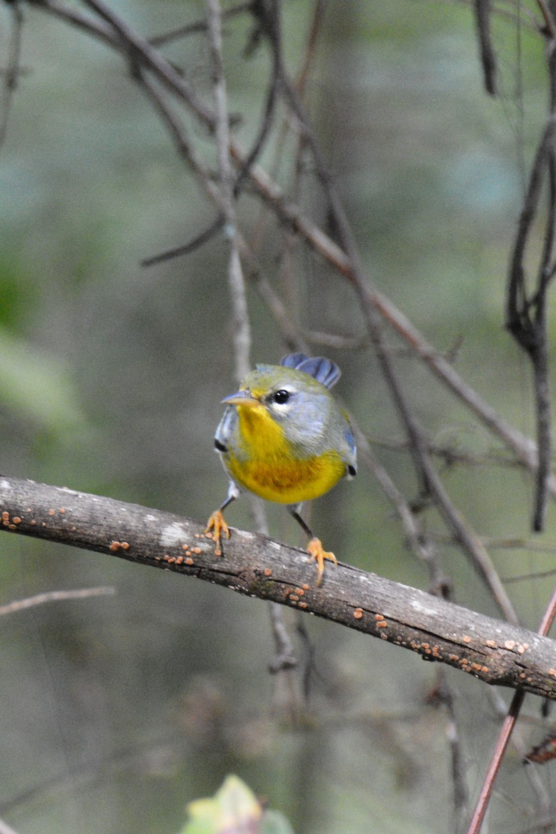 Northern Parula - Louise Hewlett