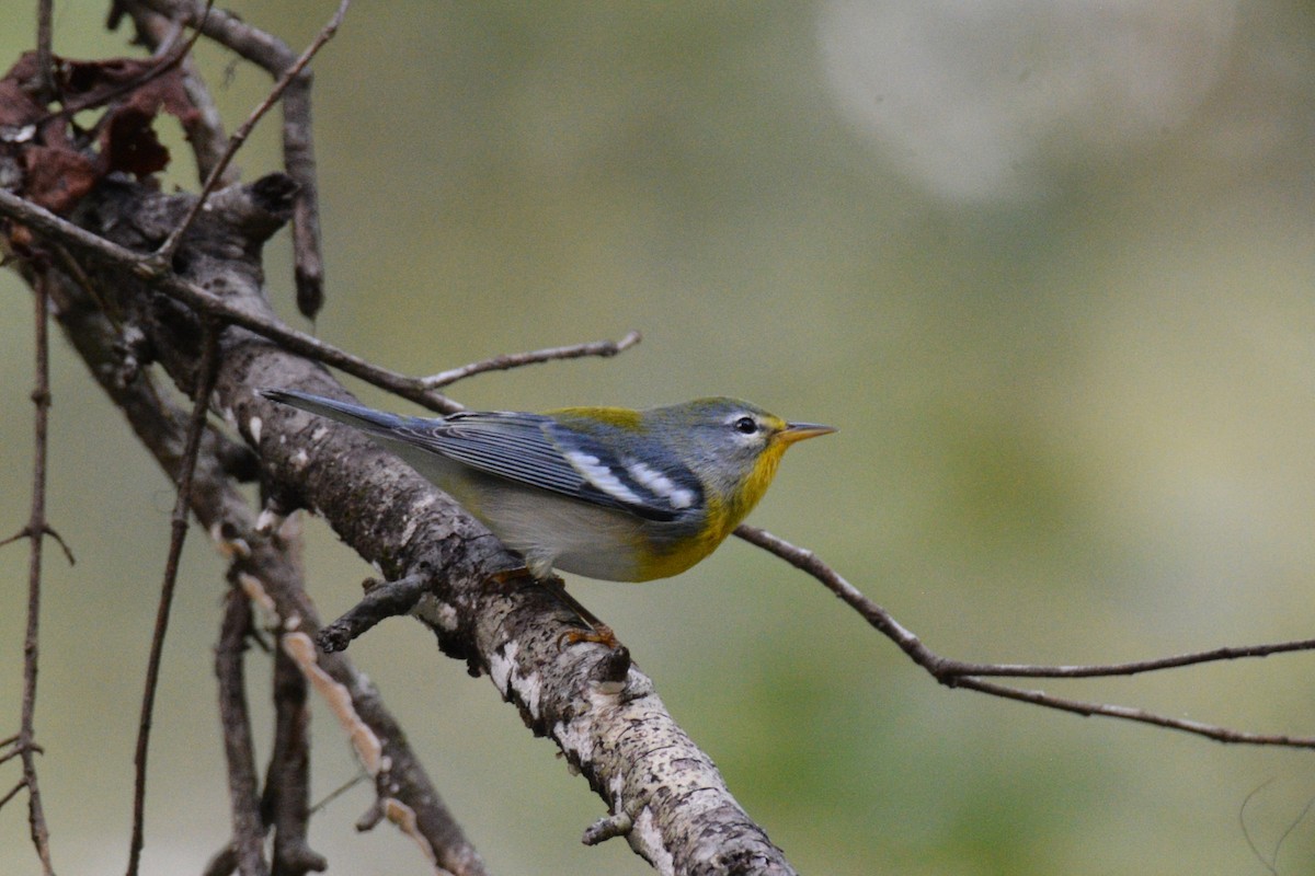 Northern Parula - Louise Hewlett