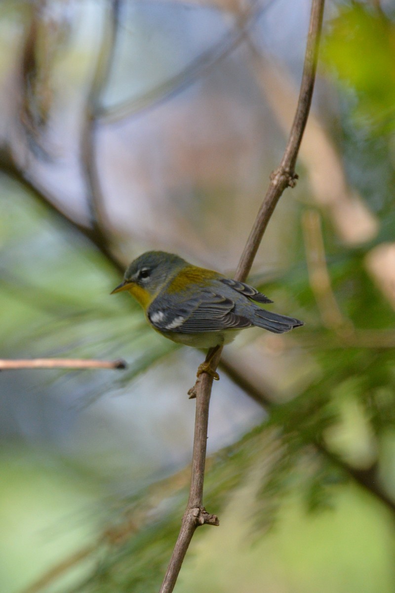 Northern Parula - Louise Hewlett