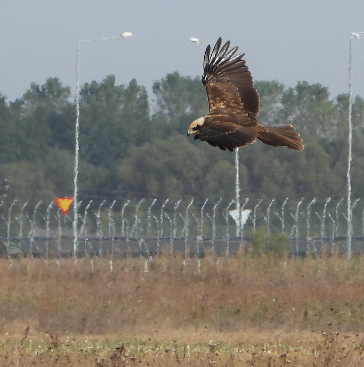 Western Marsh Harrier - ML609168791