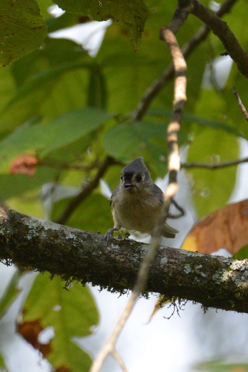 Mésange bicolore - ML609168793