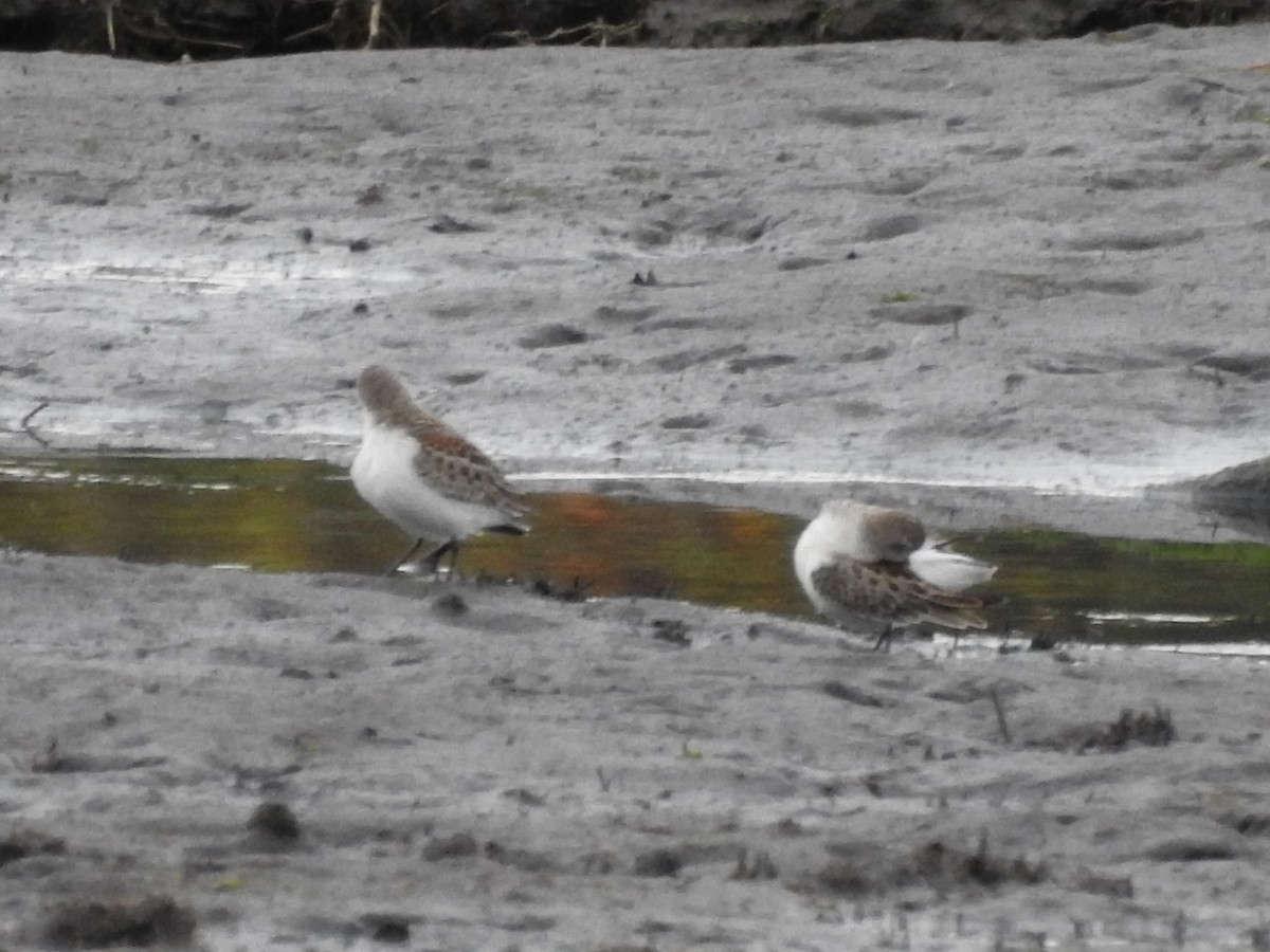 Western Sandpiper - ML609168812