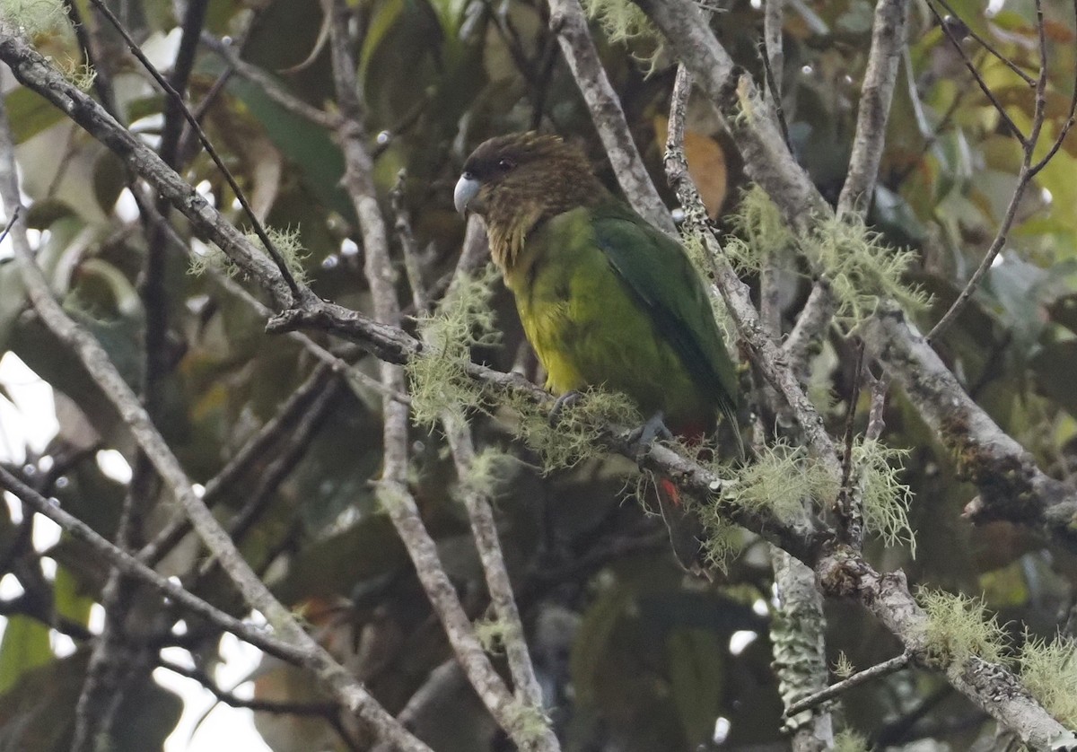 Madarasz's Tiger-Parrot - Stephan Lorenz