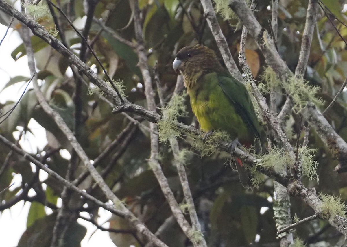 マダラガシラインコ - ML609168830