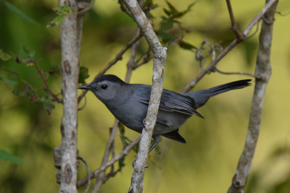 Gray Catbird - Louise Hewlett