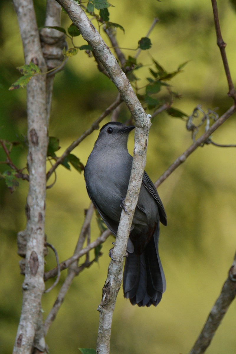 Gray Catbird - ML609168836