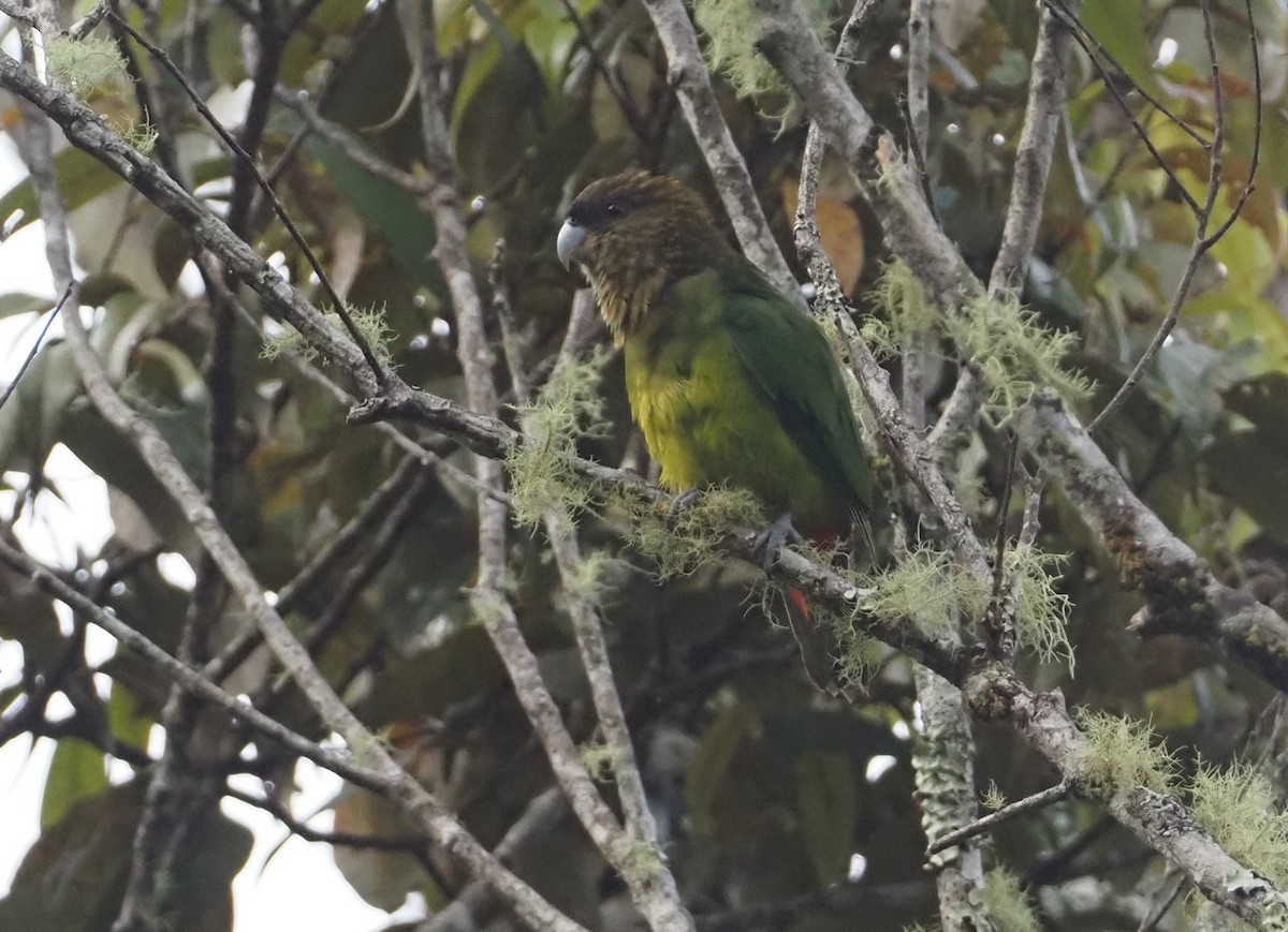 Madarasz's Tiger-Parrot - ML609168841