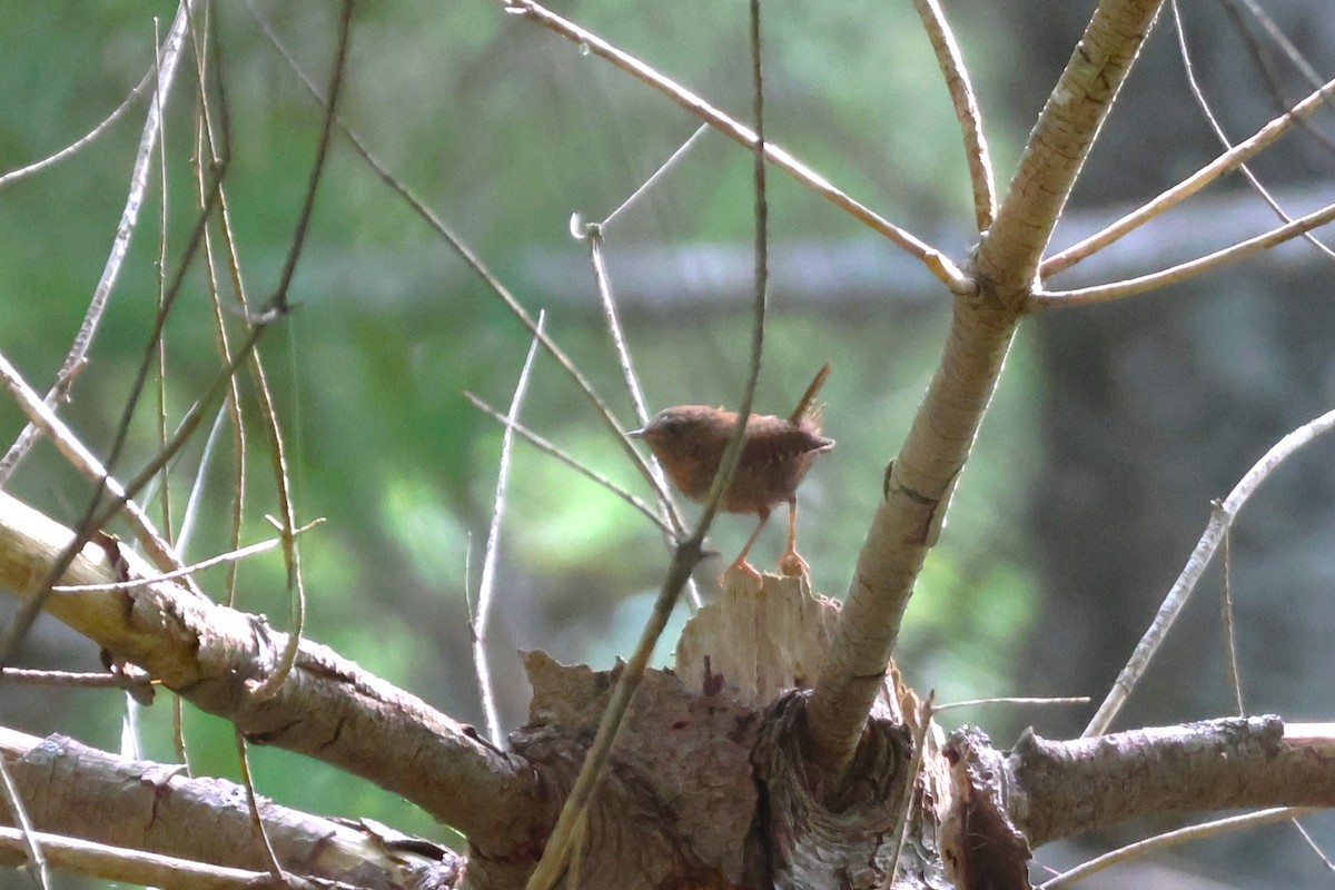 Winter Wren - ML609168872