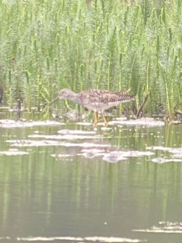 Greater Yellowlegs - ML609168904