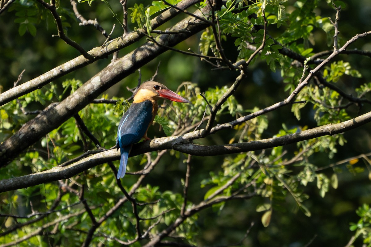 Stork-billed Kingfisher - Yuluen Tsai