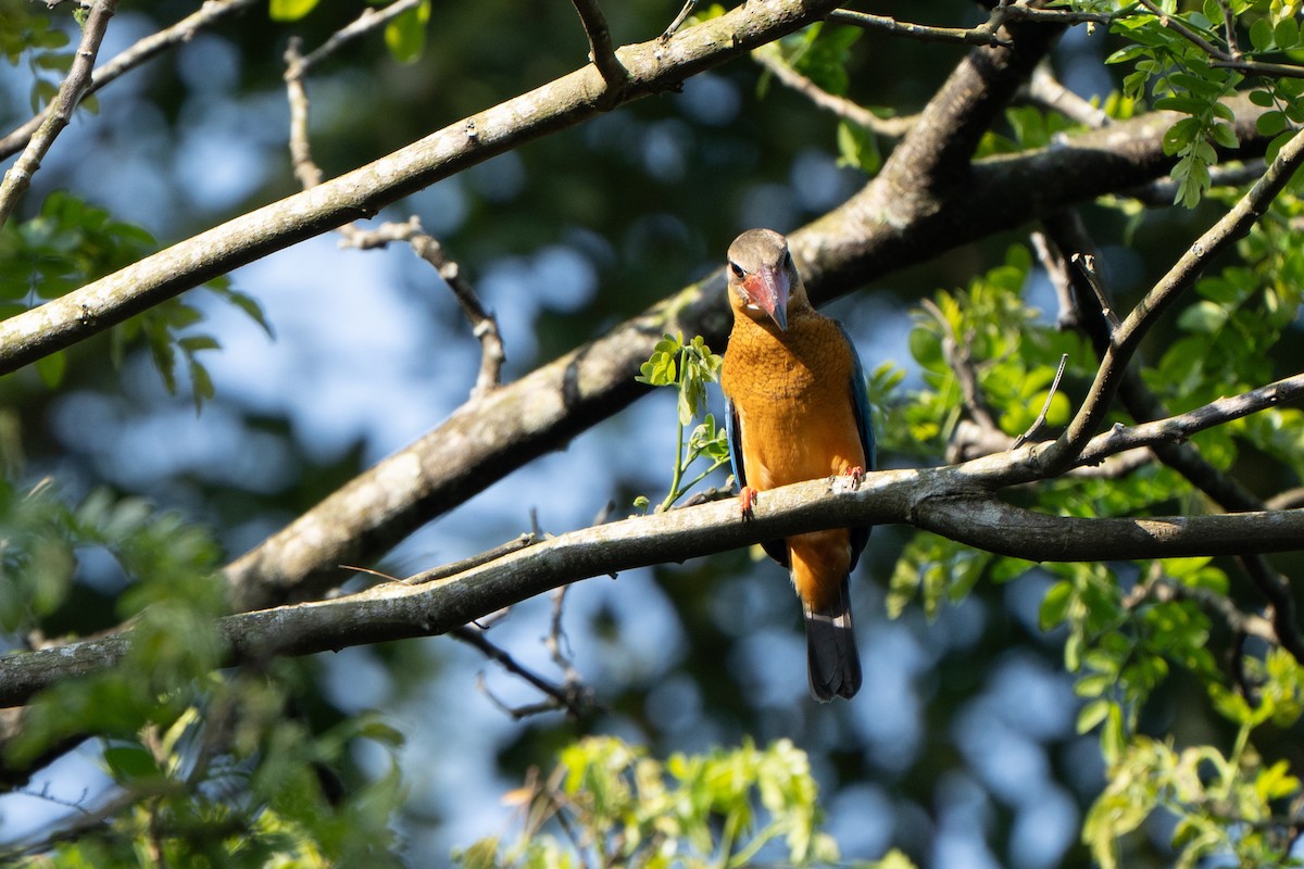 Stork-billed Kingfisher - Yuluen Tsai