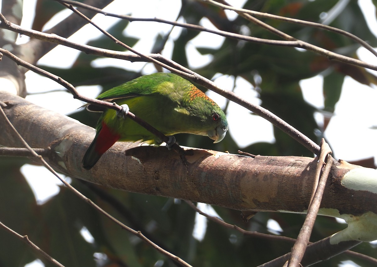 Madarasz's Tiger-Parrot - ML609168913