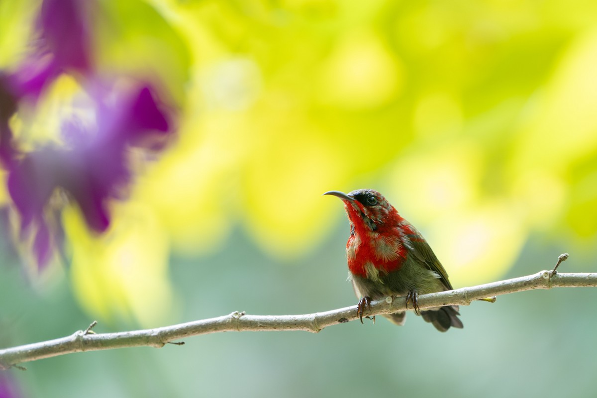 Crimson Sunbird - Yuluen Tsai