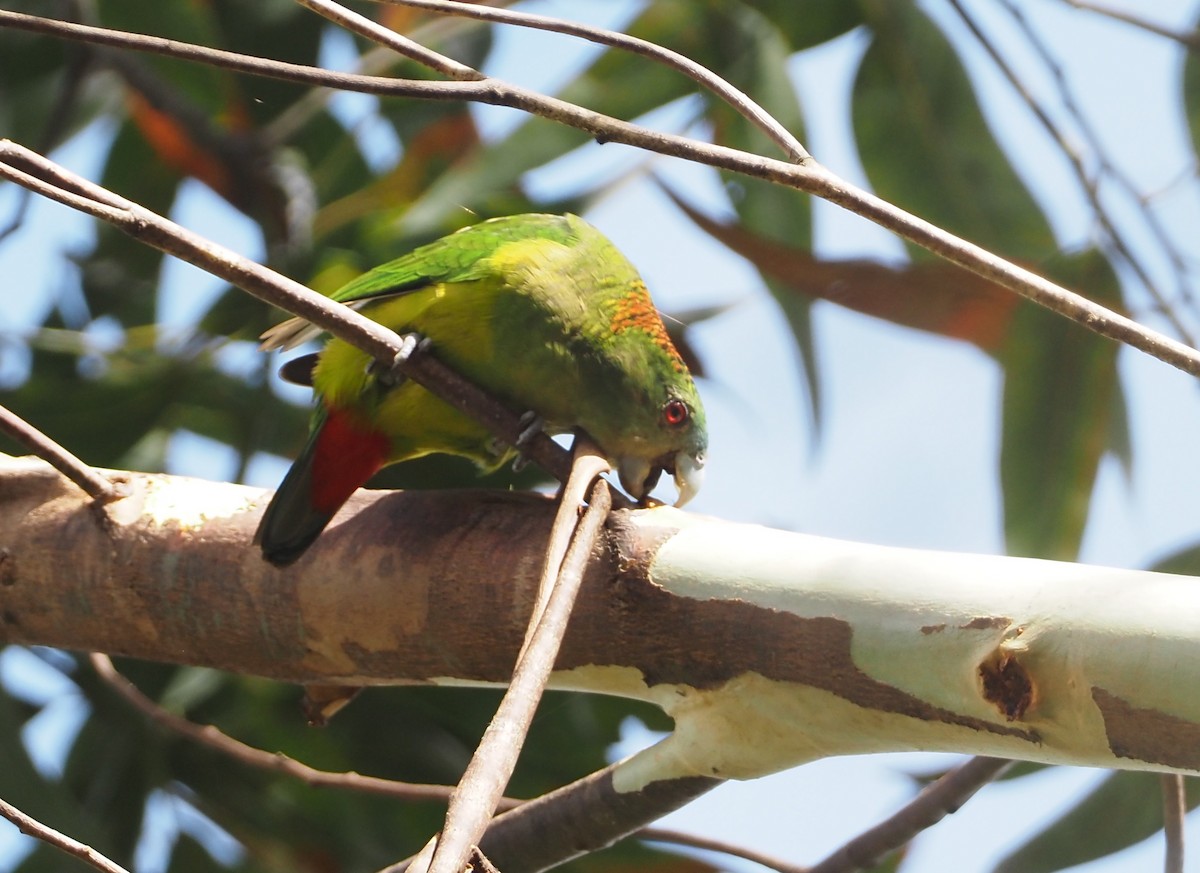 Madarasz's Tiger-Parrot - ML609168942