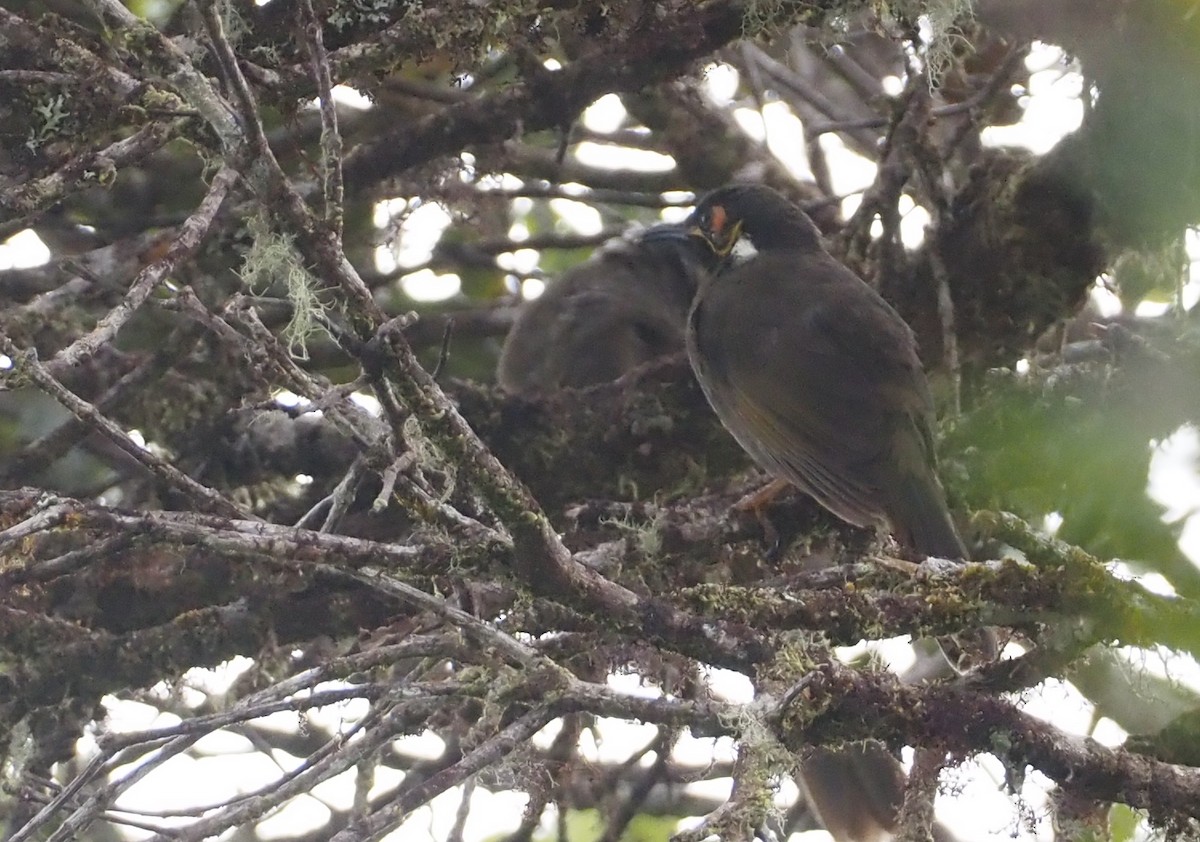 Black-throated Honeyeater - ML609169120