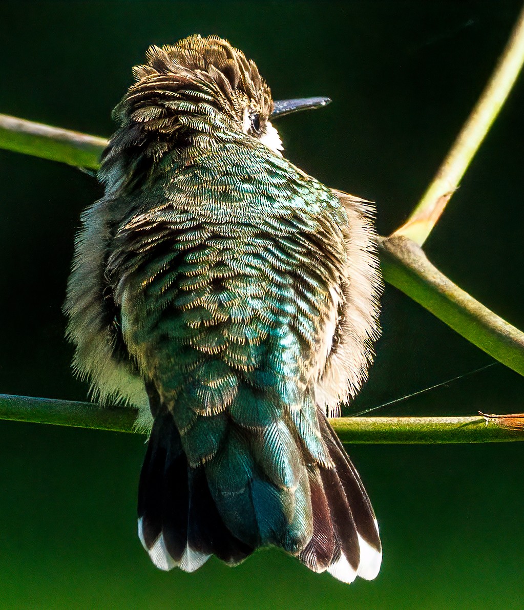 Ruby-throated Hummingbird - Debbie Lombardo