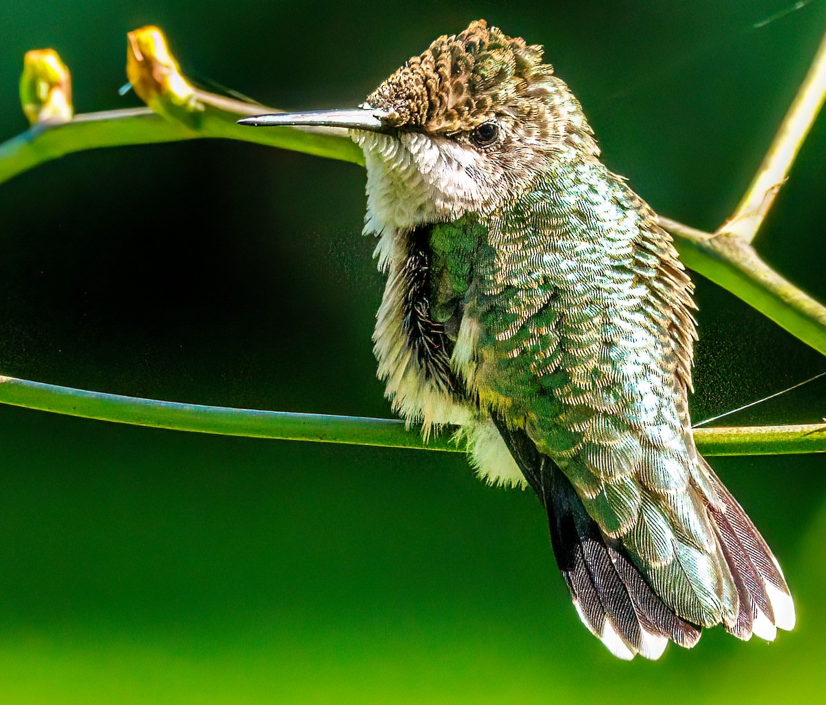 Ruby-throated Hummingbird - Debbie Lombardo