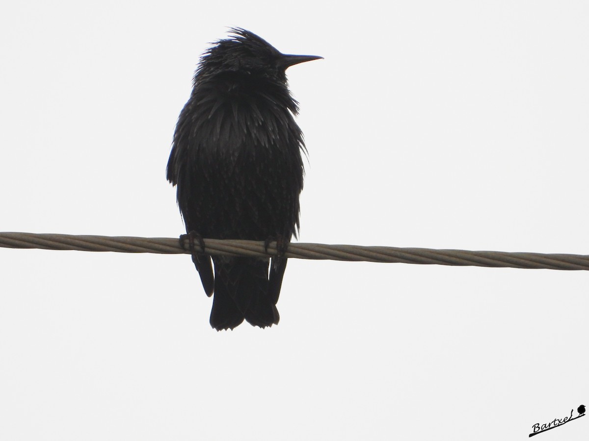 Spotless Starling - ML609169310