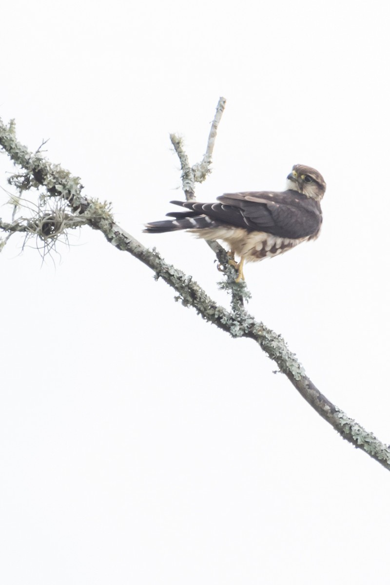 Хайргууна шонхор - ML609169325