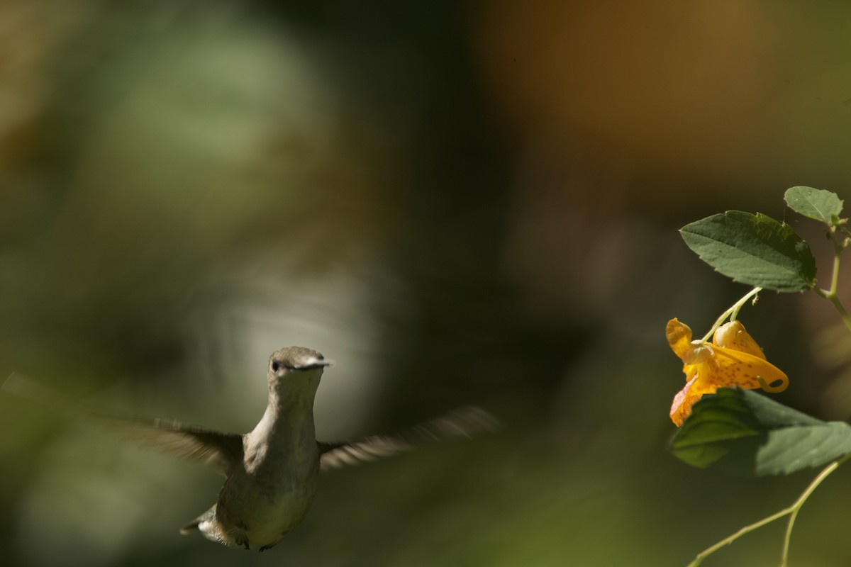 Ruby-throated Hummingbird - ML609169426