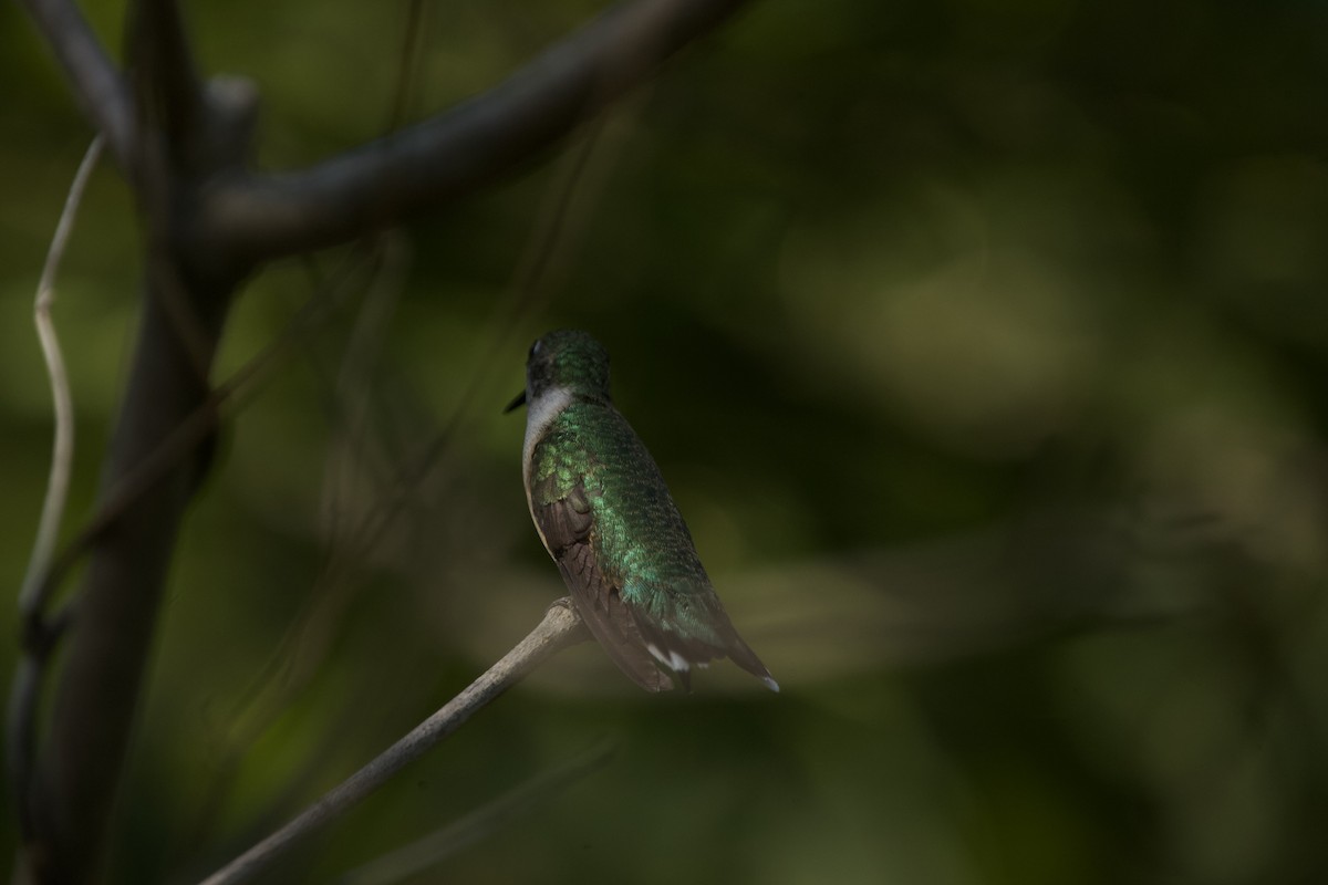 Ruby-throated Hummingbird - ML609169429