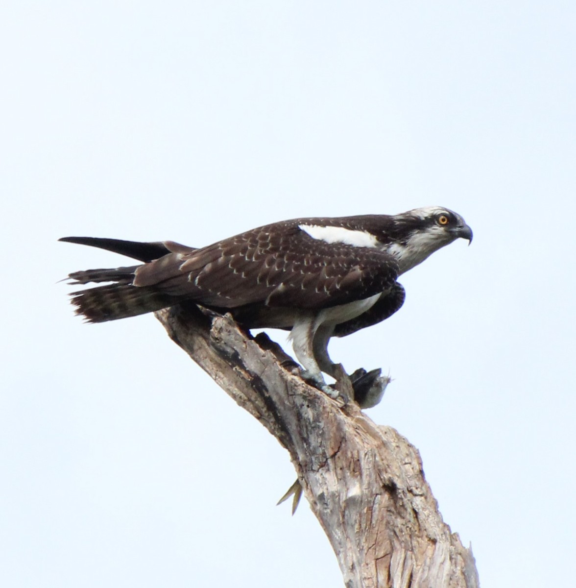 Águila Pescadora - ML609169490