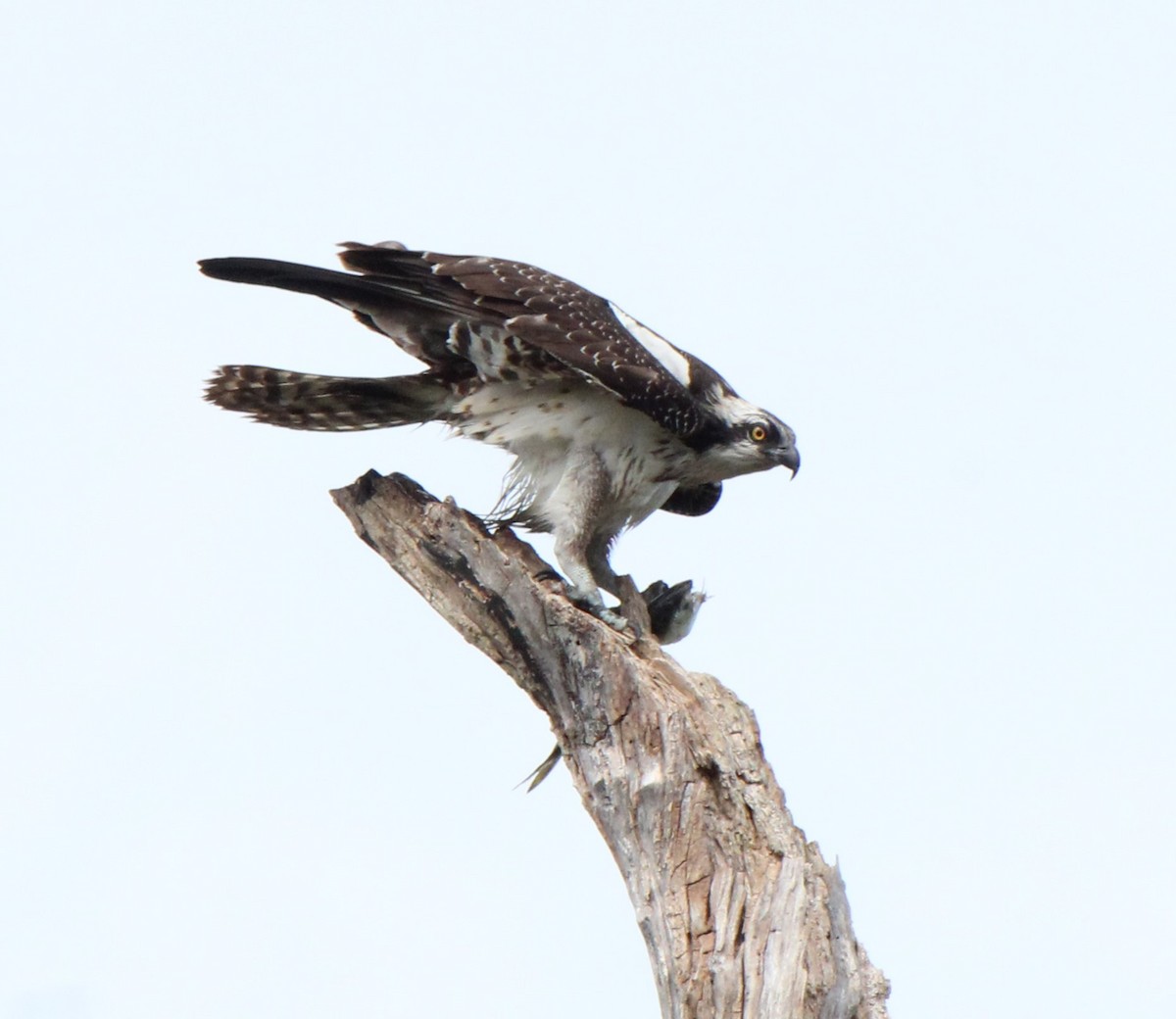 Águila Pescadora - ML609169491