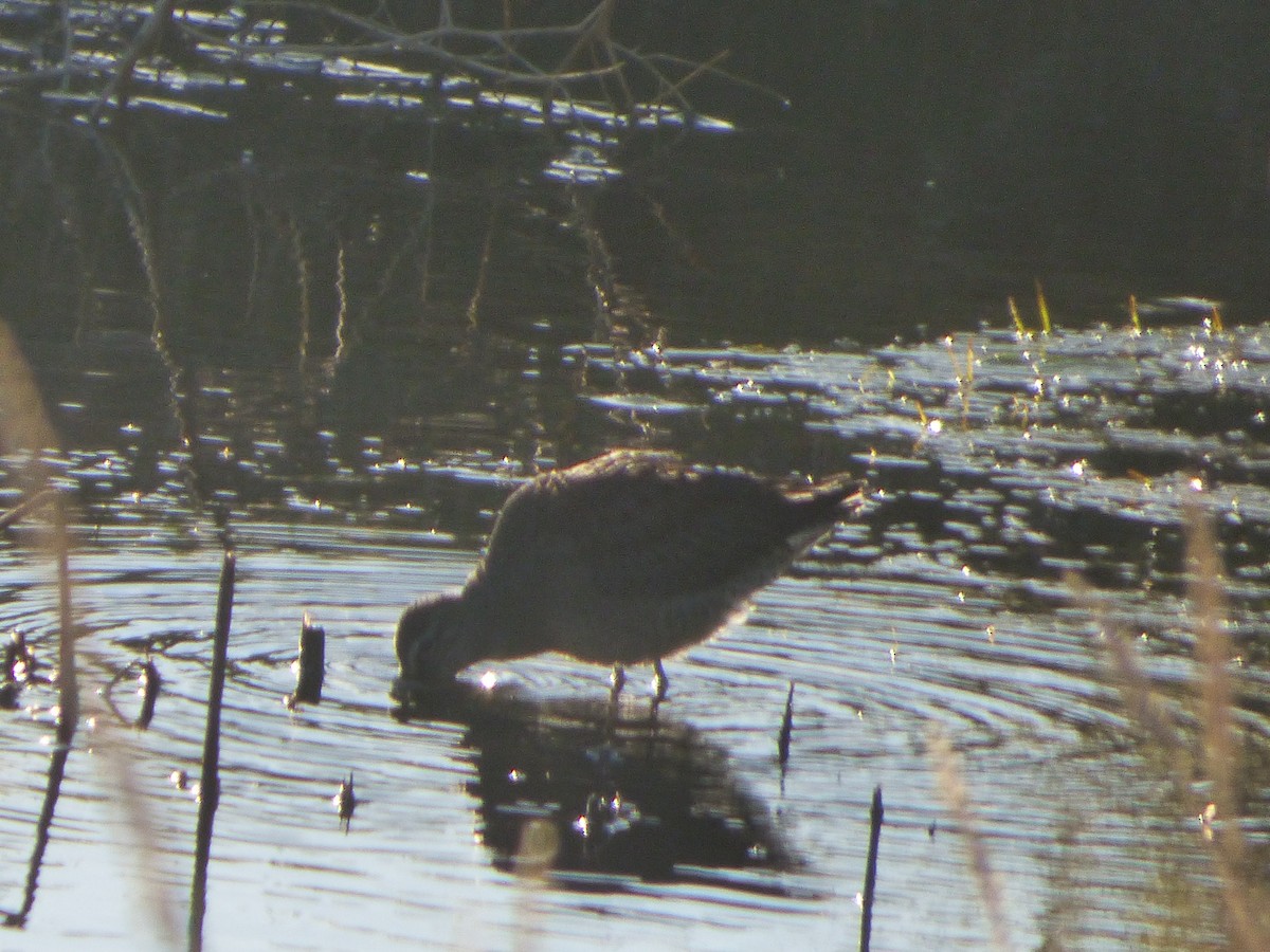 Long-billed Dowitcher - ML609169503