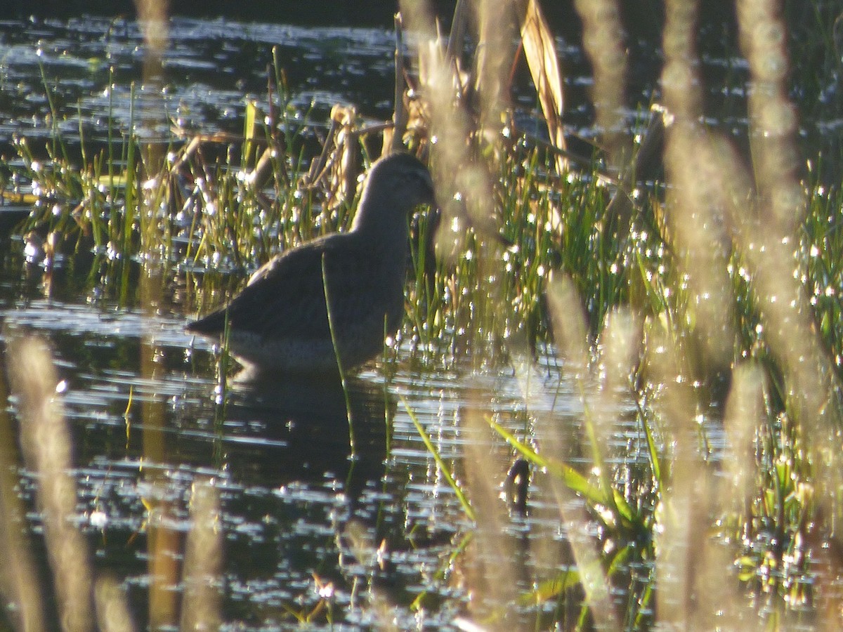 Long-billed Dowitcher - ML609169504