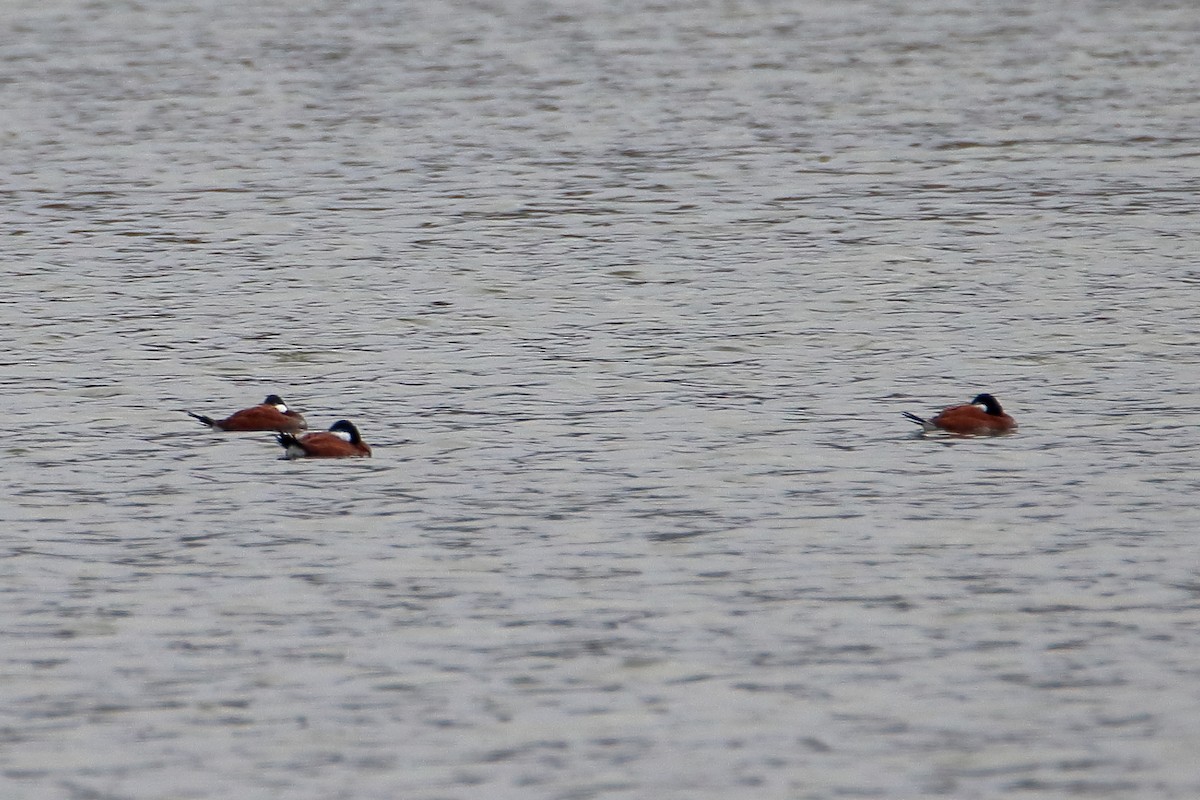 Ruddy Duck - ML609169583