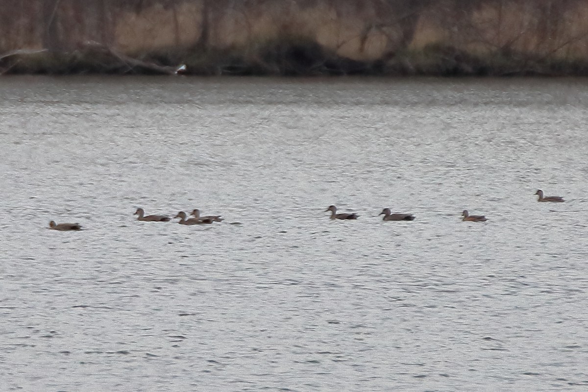 Gadwall - ML609169587