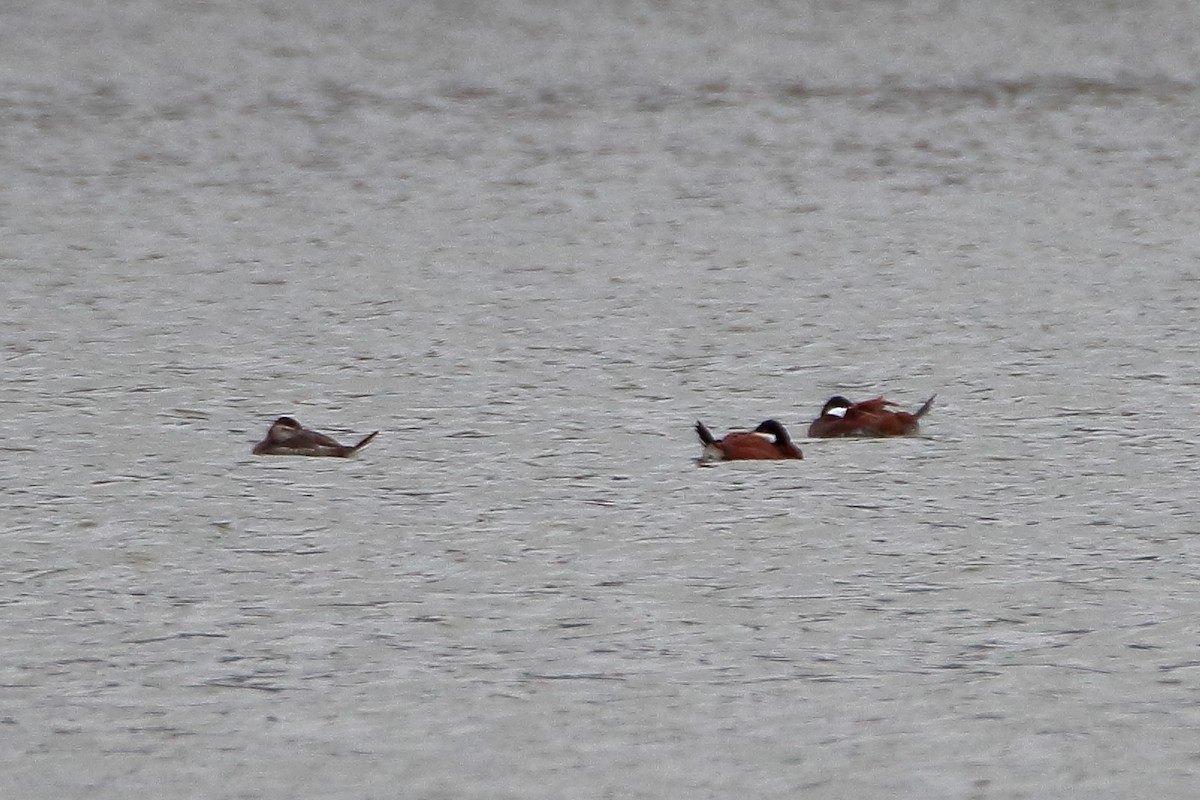 Ruddy Duck - ML609169589