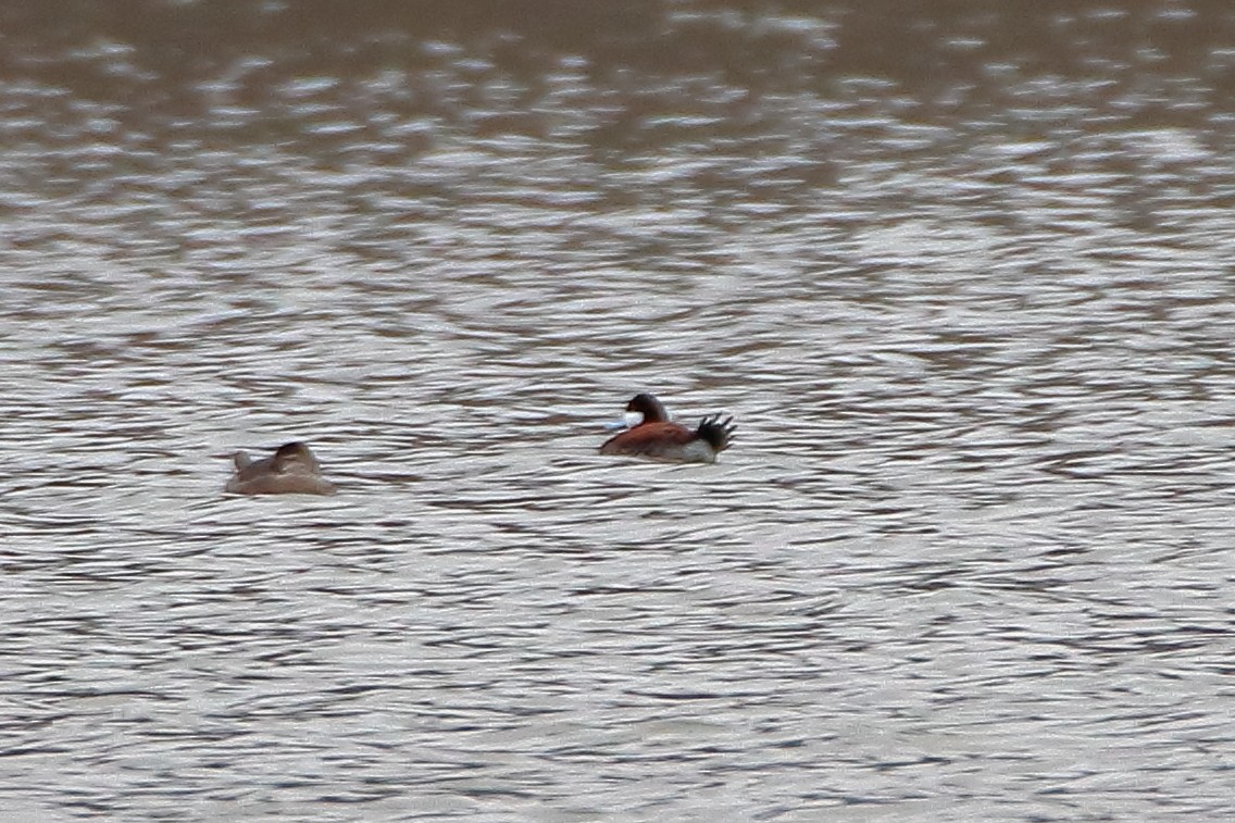 Ruddy Duck - ML609169590