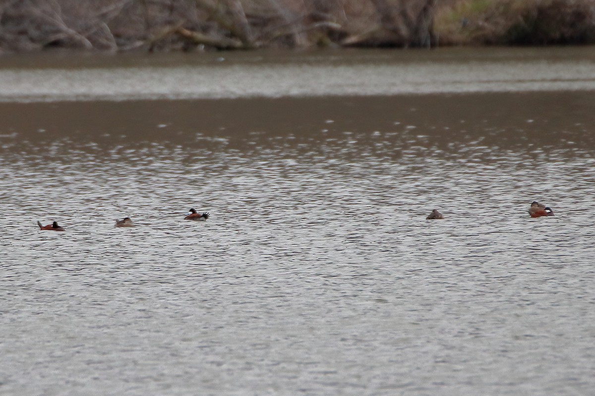 Ruddy Duck - ML609169591