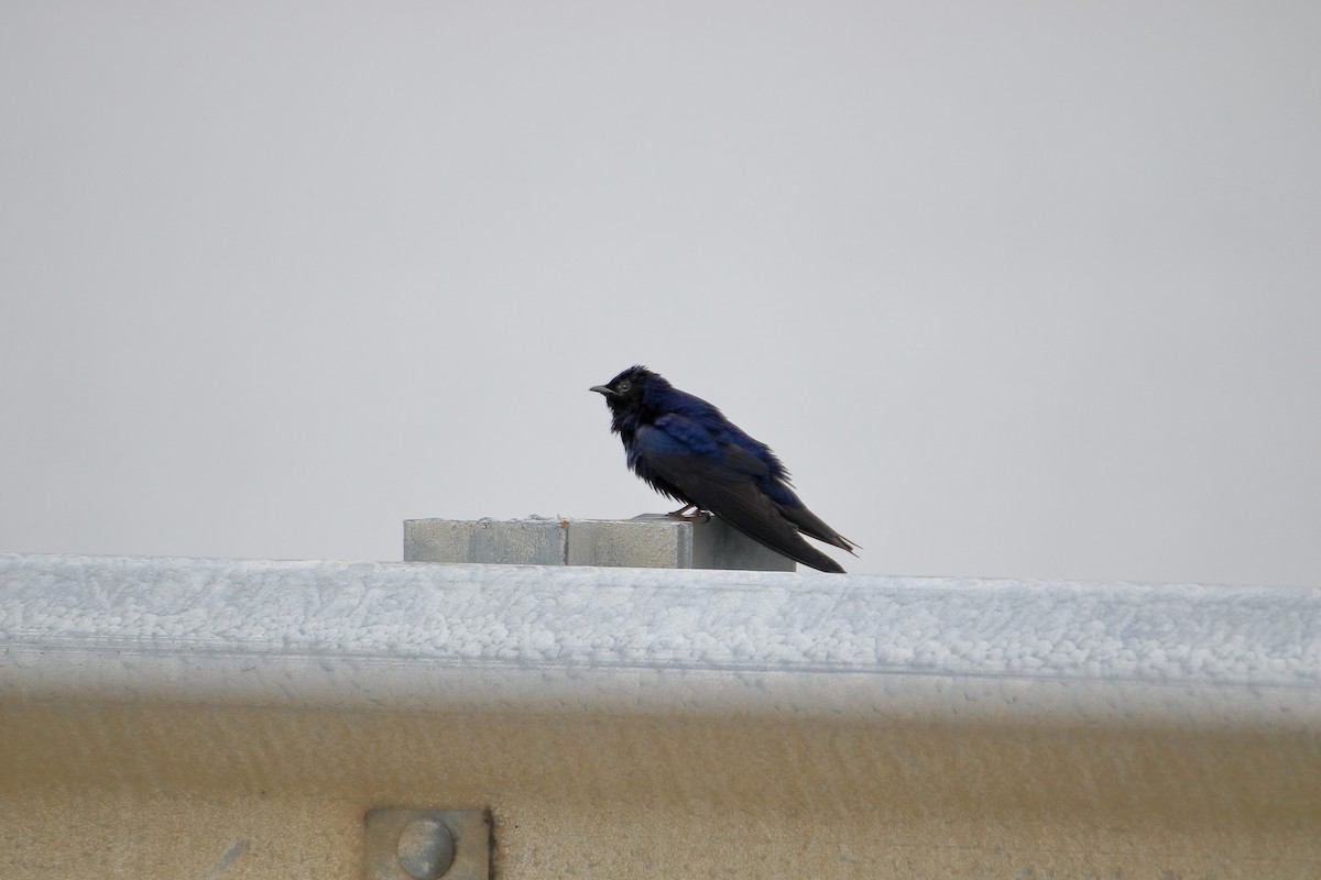 Purple Martin - ML609169635