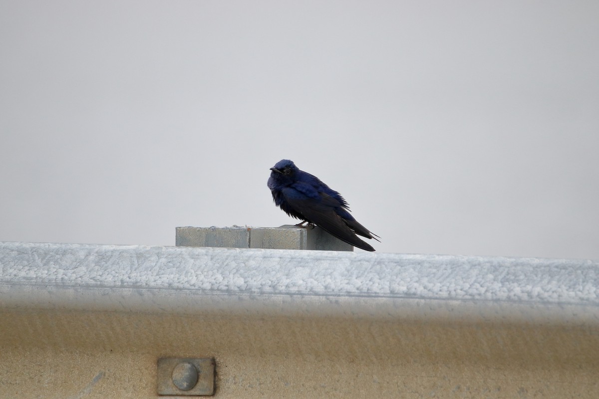 Purple Martin - ML609169637