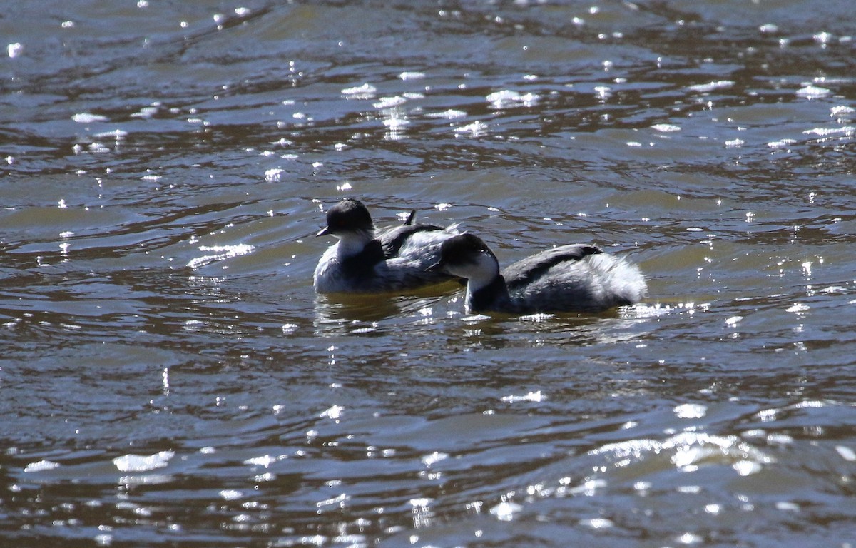 Silvery Grebe - ML609169680