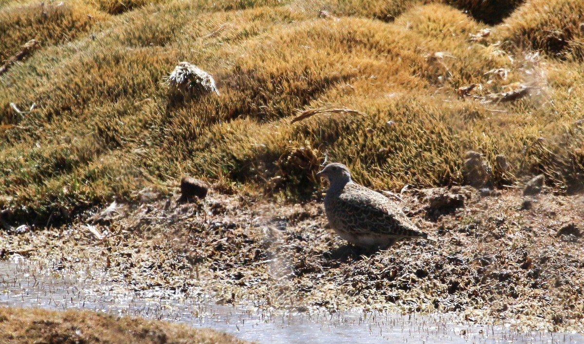 Gray-breasted Seedsnipe - ML609169681