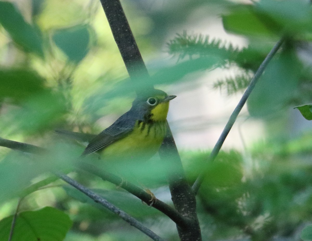 Canada Warbler - Braden Collard