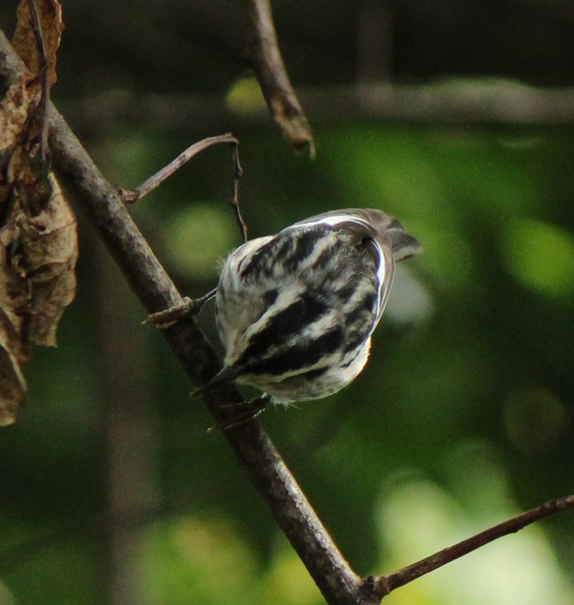 Black-and-white Warbler - ML609169787