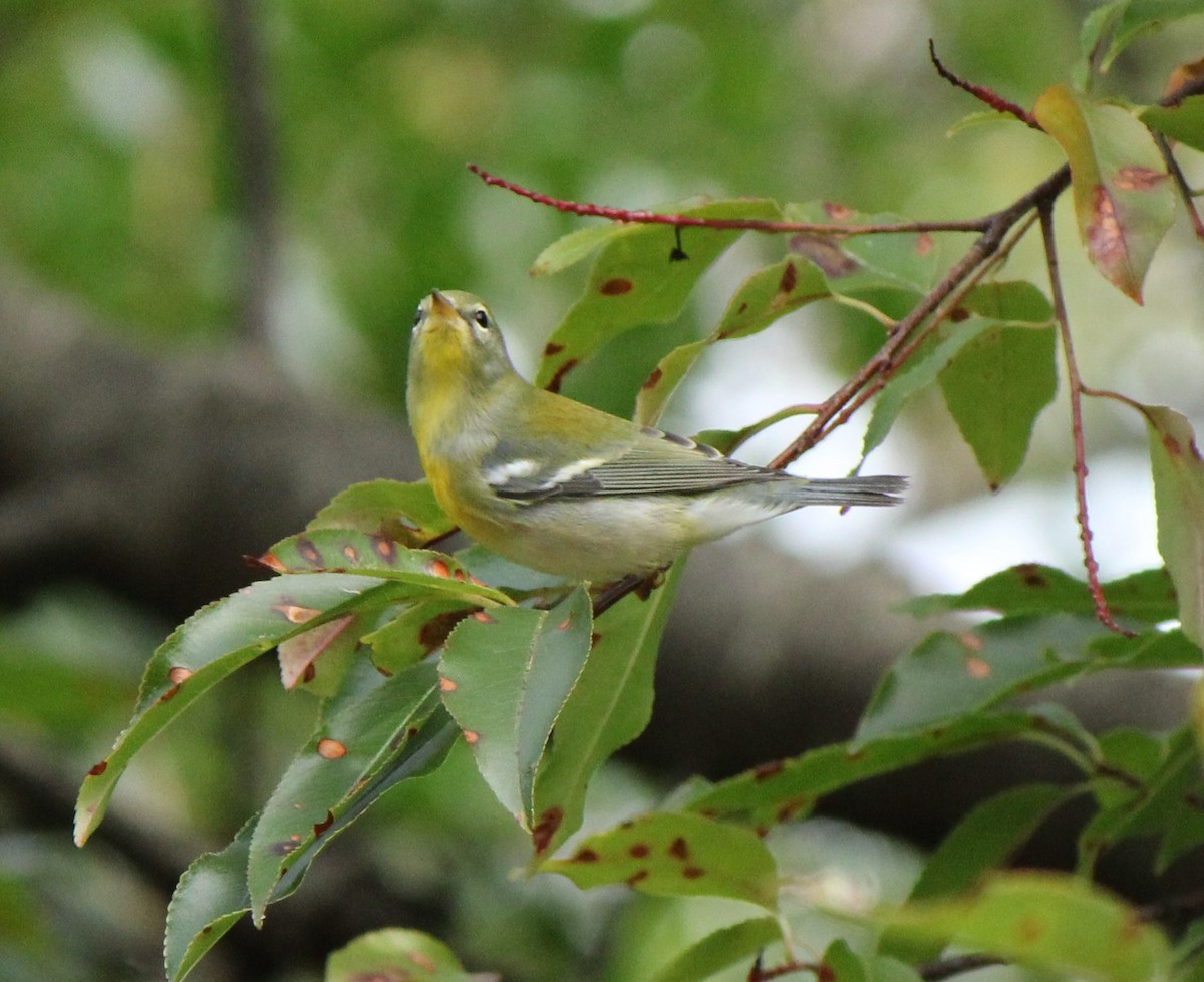 Northern Parula - ML609169810