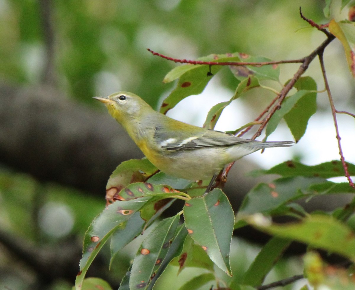 Northern Parula - ML609169811