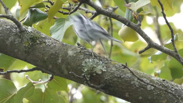 Black-and-white Warbler - ML609169884